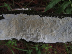 Scytinostroma artocreas