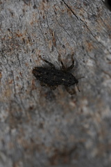 Poropterus melancholicus