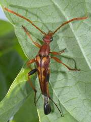 Strangalia virilis