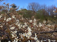 Amelanchier canadensis