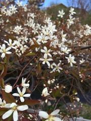 Amelanchier canadensis
