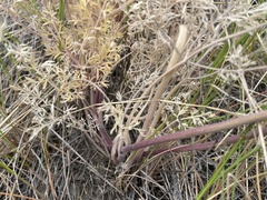 Lomatium macrocarpum