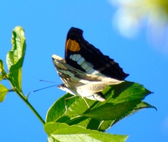 Doxocopa laure laure