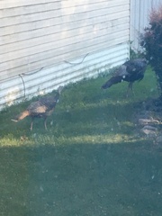Meleagris gallopavo