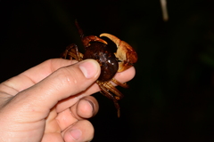 Trichodactylus fluviatilis