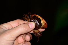 Trichodactylus fluviatilis