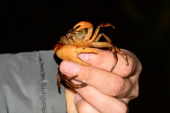 Trichodactylus fluviatilis