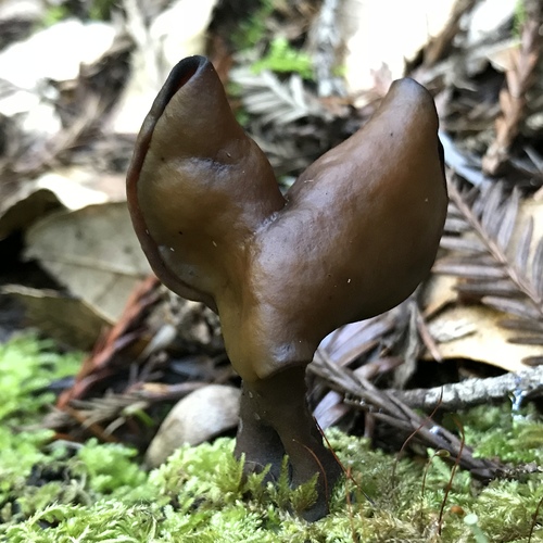 Saddle-shaped False Morel
