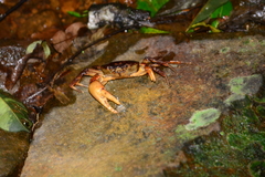 Trichodactylus fluviatilis