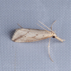 Donacaula longirostrallus