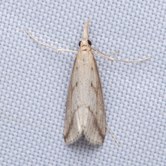 Donacaula longirostrallus