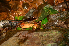Trichodactylus fluviatilis