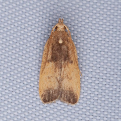 Glyphidocera democratica