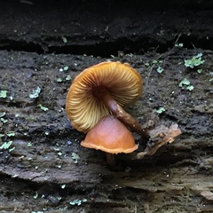 Gymnopilus rufescens