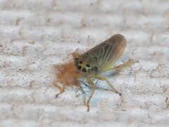 Macrosteles lepidus