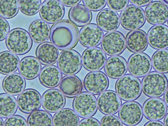 Scytinostroma artocreas