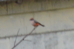 Pyrocephalus rubinus