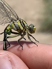 Phanogomphus militaris