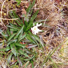 Hypochaeris sessiliflora
