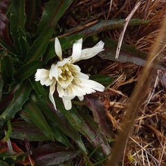 Hypochaeris sessiliflora