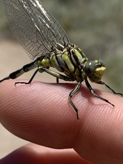 Phanogomphus militaris