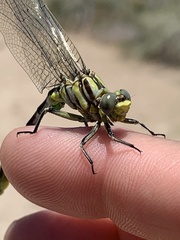 Phanogomphus militaris