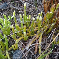 Lycopodium