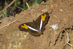 Adelpha cocala caninia
