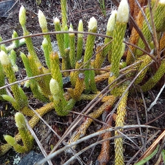 Lycopodium
