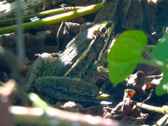 Lithobates magnaocularis