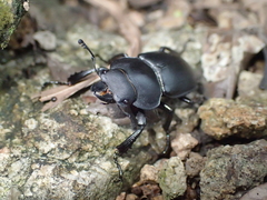 Neolucanus sinicus championi