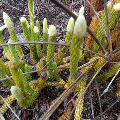 Lycopodium