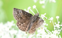 Erynnis icelus
