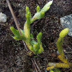 Lycopodium