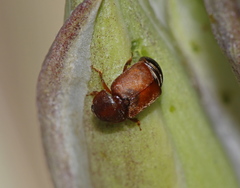 Caplothorax melanopterus