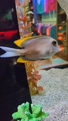 Ctenochaetus tominiensis