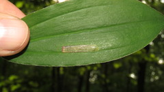 Synchysa tricincta