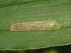 Synchysa tricincta
