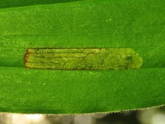 Synchysa tricincta