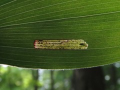 Synchysa tricincta
