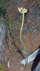 Pelargonium pillansii