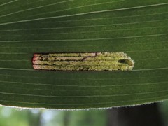 Synchysa tricincta