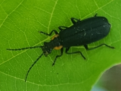 Podabrus rugosulus