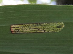 Synchysa tricincta
