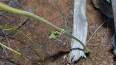 Pelargonium pillansii
