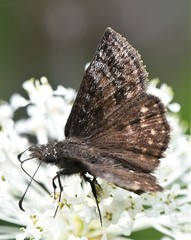 Erynnis icelus