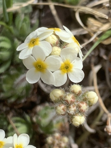 Lehmann's rockjasmine (Androsace lehmanniana)