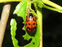 Chrysomela mainensis