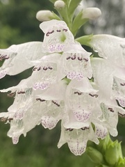 Physostegia angustifolia