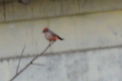 Pyrocephalus rubinus